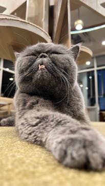 猫カフェモカ　渋谷公園通り店に投稿された画像（2024/8/14）