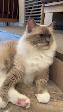 猫カフェモカ　渋谷公園通り店に投稿された画像（2024/8/14）