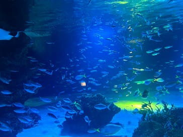 サンシャイン水族館に投稿された画像（2024/8/14）