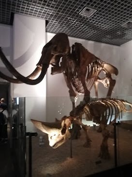 国立科学博物館に投稿された画像（2024/8/14）