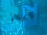 名古屋港水族館に投稿された画像（2024/8/14）