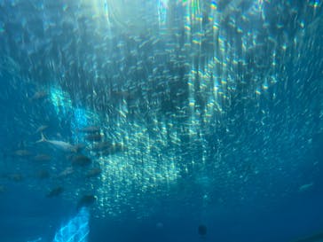 横浜・八景島シーパラダイスに投稿された画像（2024/8/14）