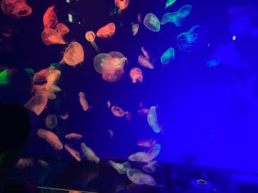 名古屋港水族館に投稿された画像（2024/8/14）