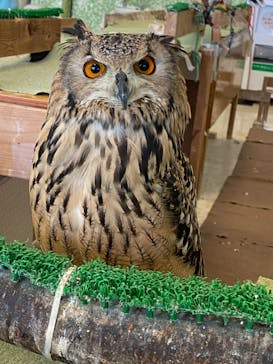 Moff animal world BIGHOPガーデンモール印西店に投稿された画像（2024/8/14）