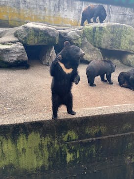 奥飛騨クマ牧場に投稿された画像（2024/8/14）