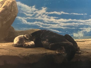 マリンワールド海の中道に投稿された画像（2024/8/14）