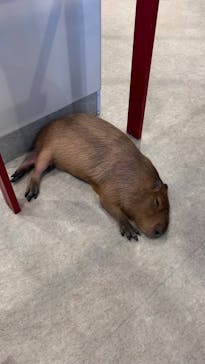 アニタッチみなとみらいに投稿された画像（2024/8/14）