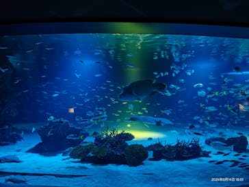 サンシャイン水族館に投稿された画像（2024/8/14）
