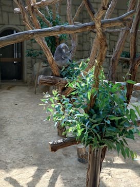 名古屋市東山動植物園に投稿された画像（2024/8/14）