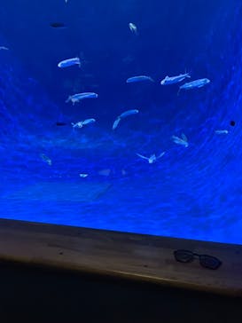 島根県立 しまね海洋館に投稿された画像（2024/8/14）