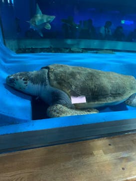 島根県立 しまね海洋館に投稿された画像（2024/8/14）