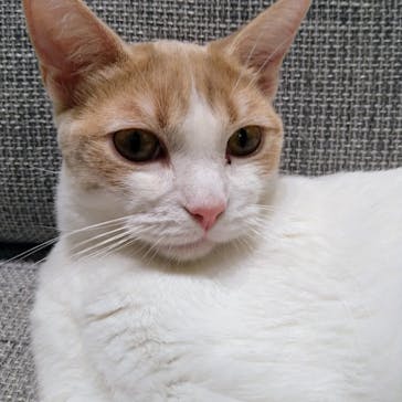 猫カフェモカ　イオンモール高崎店に投稿された画像（2024/8/14）