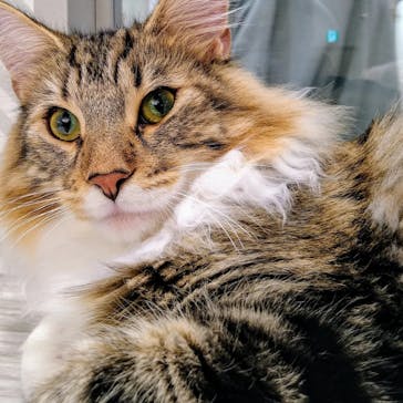 猫カフェモカ　イオンモール高崎店に投稿された画像（2024/8/14）