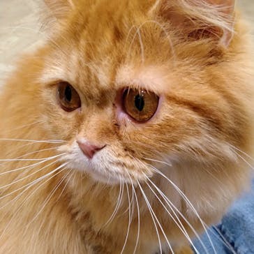 猫カフェモカ　イオンモール高崎店に投稿された画像（2024/8/14）