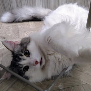 猫カフェモカ　イオンモール高崎店に投稿された画像（2024/8/14）