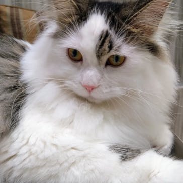 猫カフェモカ　イオンモール高崎店に投稿された画像（2024/8/14）