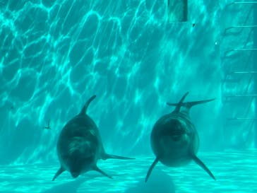 しながわ水族館に投稿された画像（2024/8/14）