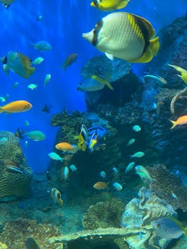 しながわ水族館に投稿された画像（2024/8/14）