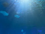 島根県立 しまね海洋館に投稿された画像（2024/8/15）