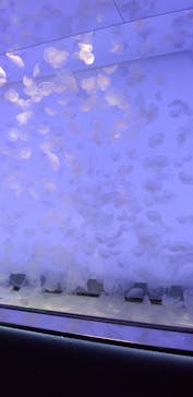 アクアワールド茨城県大洗水族館に投稿された画像（2024/8/14）