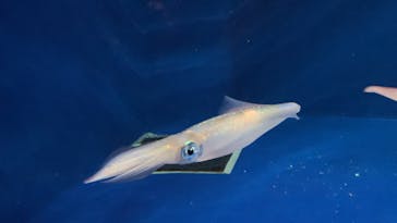 マリンワールド海の中道に投稿された画像（2024/8/14）