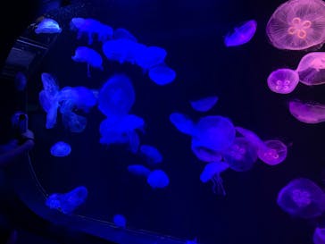 マリンワールド海の中道に投稿された画像（2024/8/14）