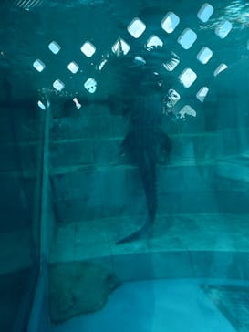 NIFREL（ニフレル）に投稿された画像（2024/8/14）