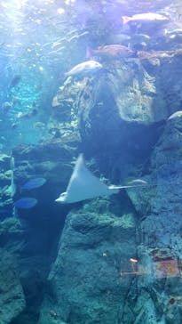 大分マリーンパレス水族館 「うみたまご」に投稿された画像（2024/8/15）