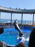 大分マリーンパレス水族館 「うみたまご」に投稿された画像（2024/8/15）