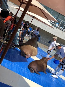 大分マリーンパレス水族館 「うみたまご」に投稿された画像（2024/8/15）