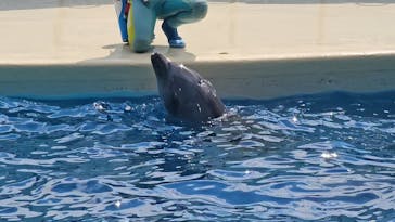 新江ノ島水族館に投稿された画像（2024/8/15）