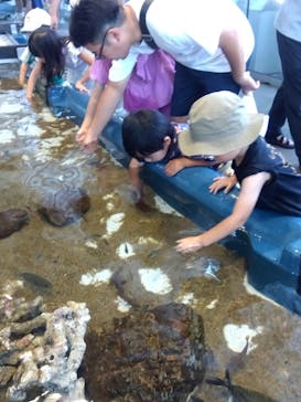 大分マリーンパレス水族館 「うみたまご」に投稿された画像（2024/8/15）