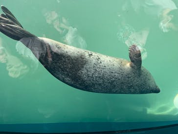 しながわ水族館に投稿された画像（2024/8/15）