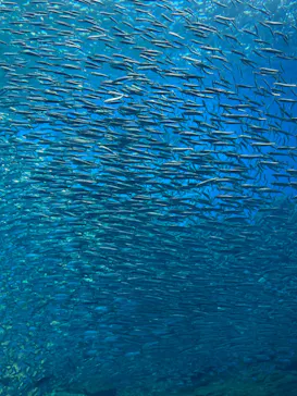 仙台うみの杜水族館に投稿された画像（2024/8/15）