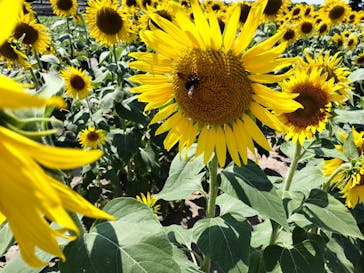 淡路ファームパーク イングランドの丘に投稿された画像（2024/8/15）