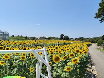 淡路ファームパーク イングランドの丘に投稿された画像（2024/8/15）
