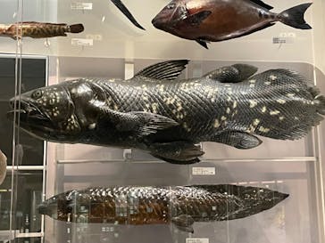 国立科学博物館に投稿された画像（2024/8/15）