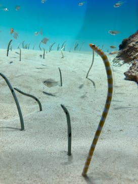 アクアワールド茨城県大洗水族館に投稿された画像（2024/8/15）