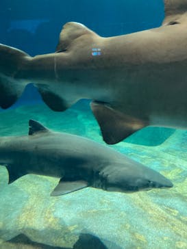アクアワールド茨城県大洗水族館に投稿された画像（2024/8/15）
