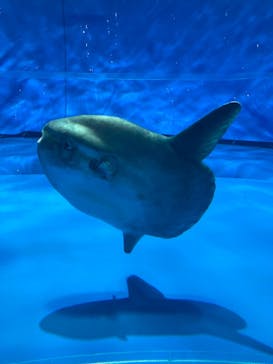 アクアワールド茨城県大洗水族館に投稿された画像（2024/8/15）