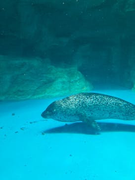 アクアワールド茨城県大洗水族館に投稿された画像（2024/8/15）