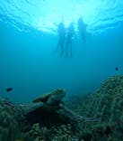 宮古島 ADVENTURE PiPi（ミヤコジマ アドベンチャー ピピ）に投稿された画像（2024/8/15）