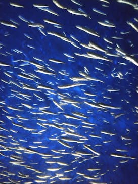 大分マリーンパレス水族館 「うみたまご」に投稿された画像（2024/8/15）