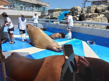 大分マリーンパレス水族館 「うみたまご」に投稿された画像（2024/8/15）