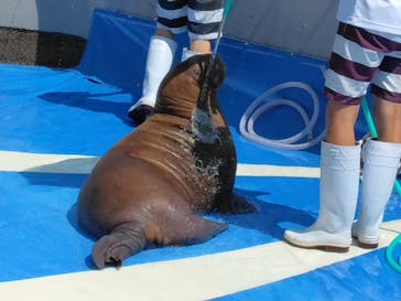 大分マリーンパレス水族館 「うみたまご」に投稿された画像（2024/8/15）