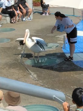 大分マリーンパレス水族館 「うみたまご」に投稿された画像（2024/8/15）