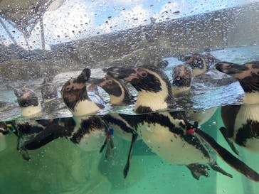 城崎マリンワールドに投稿された画像（2024/8/15）