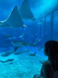 沖縄美ら海水族館に投稿された画像（2024/8/15）