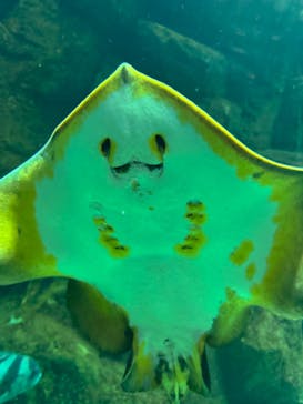 城崎マリンワールドに投稿された画像（2024/8/15）