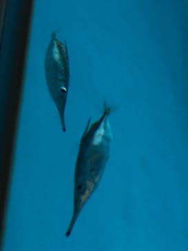 城崎マリンワールドに投稿された画像（2024/8/15）